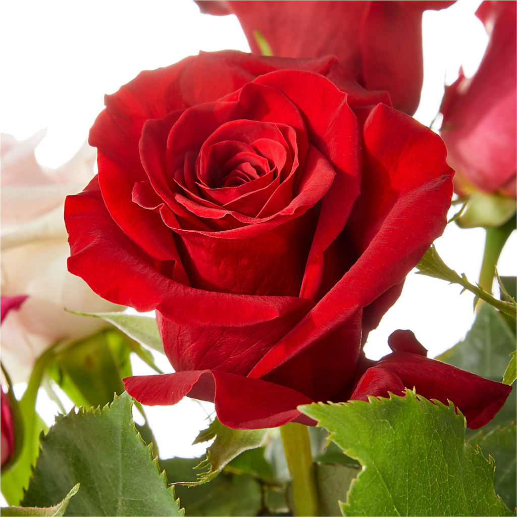Love Notes Rose Bouquet – Misrak Dicore And Event Organizer, Springfield VA