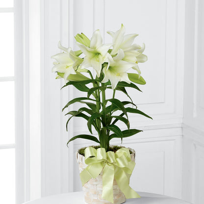 Easter Lily Plant –  Misrak Dicore And Event Organizer, Springfield VA