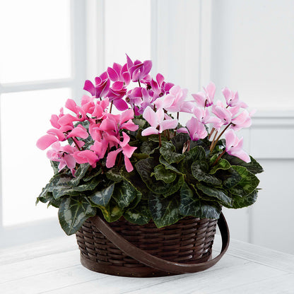 Mixed Cyclamen Planter –  Misrak Dicore And Event Organizer, Springfield VA